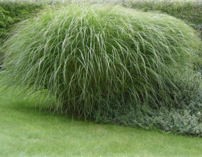 Ozdobnice čínska var. floridules