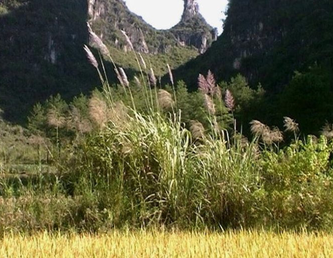 Ozdobnice čínska var. floridules