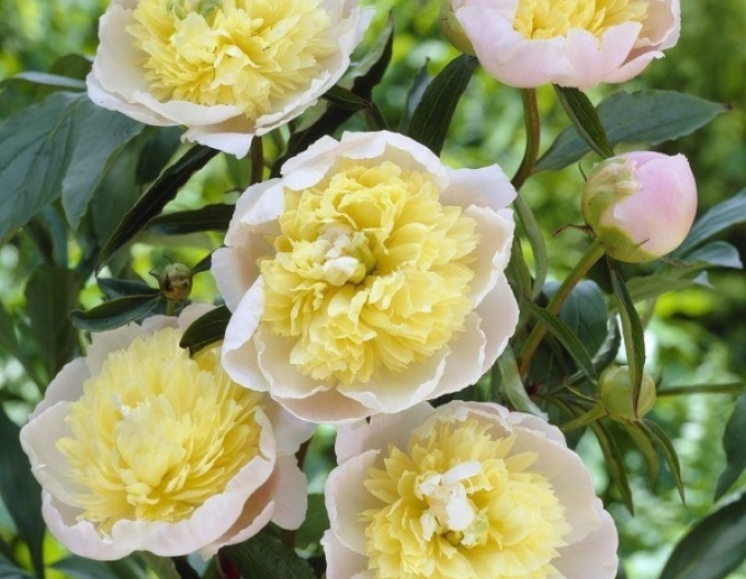 Pivonka ´Primevere´