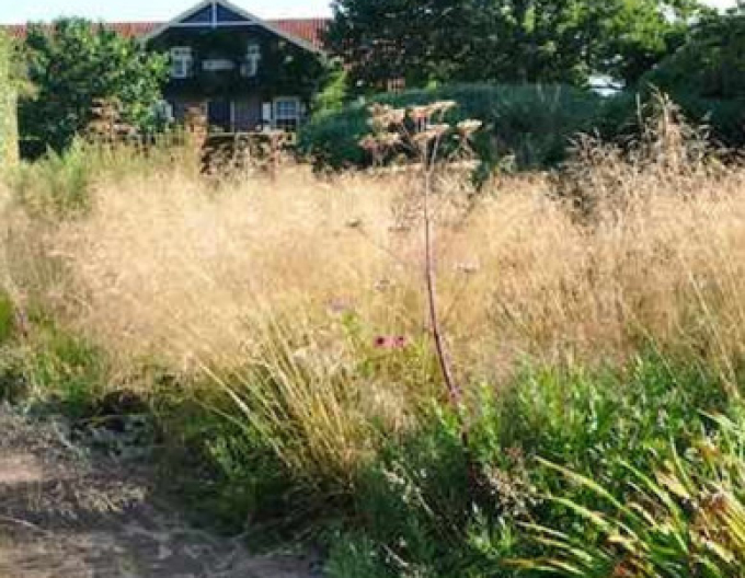 Metlice trsnatá Goldtau 9x9