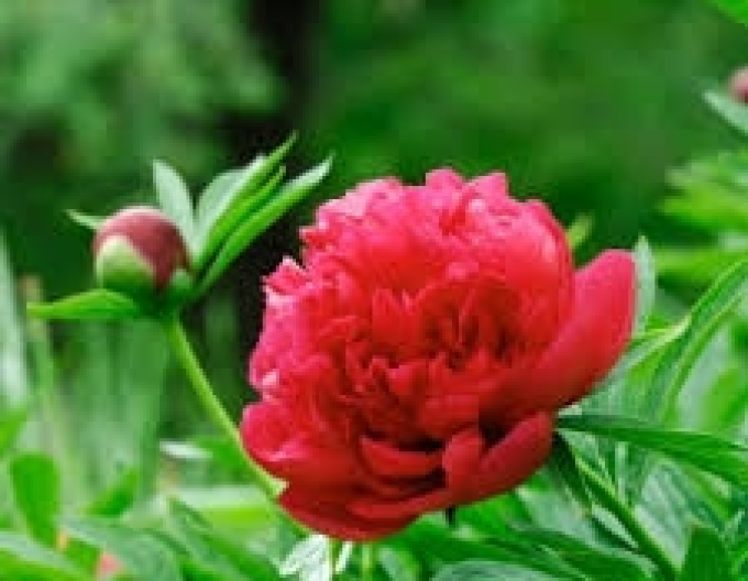 Pivoňka Inspecteur Lavergne