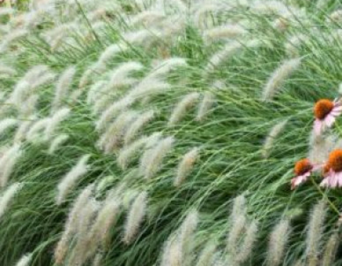 Dochan psárkovitý ´Hameln´