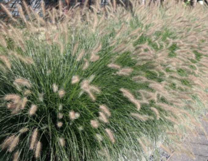 Dochan psárkovitý ´Hameln´