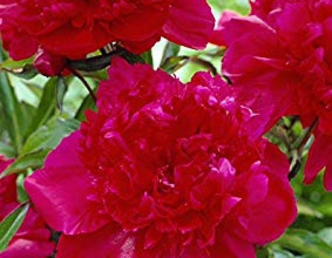 Pivoňka Inspecteur Lavergne