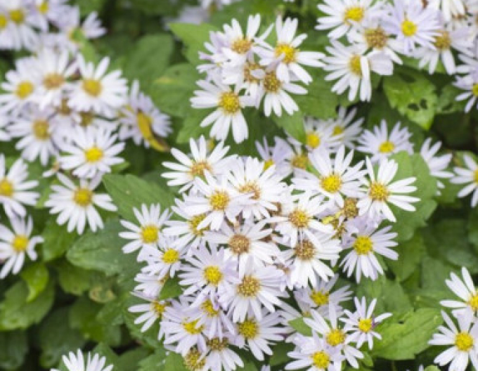 Hvězdnice Ashvi 9x9