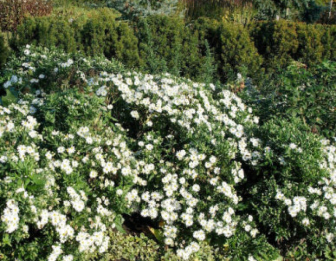 Hvězdnice Ashvi 9x9