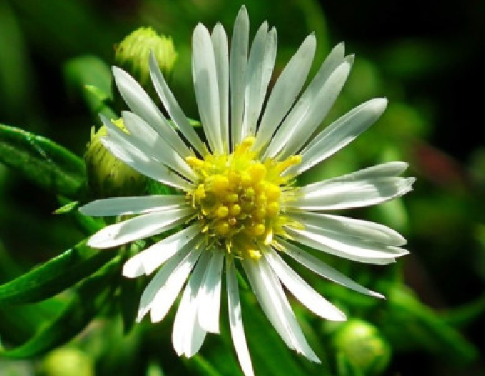 Hvězdnice Ashvi 9x9