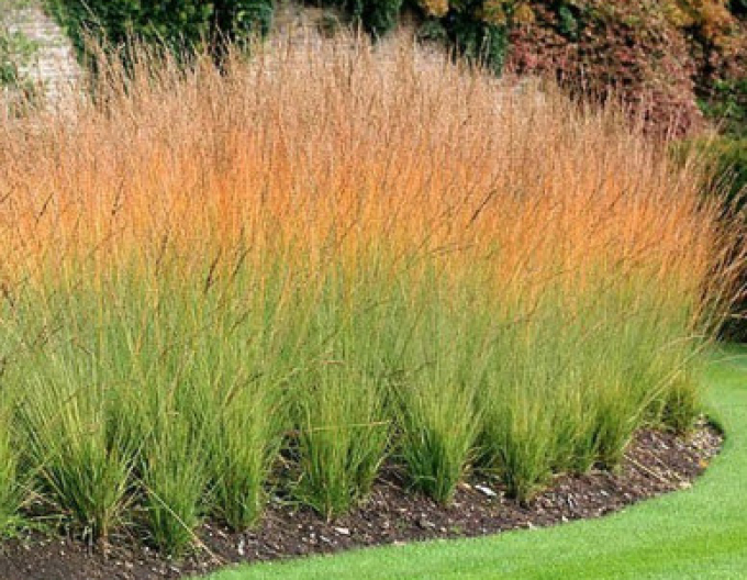 Bezkolenec  ´Heidebraut´