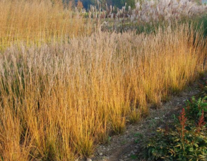 Bezkolenec  ´Heidebraut´