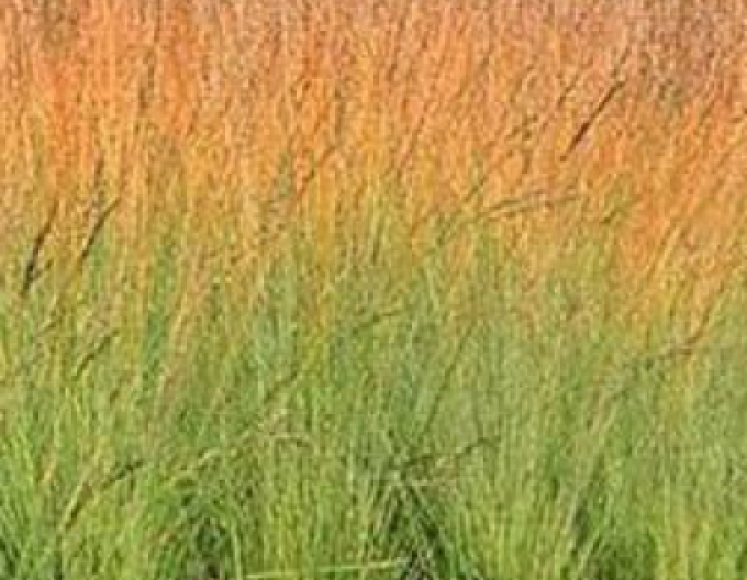 Bezkolenec  ´Heidebraut´