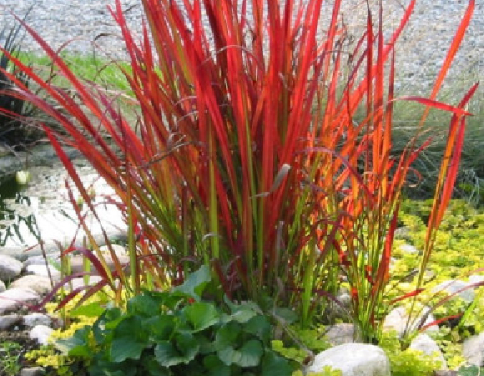 Imperata válcovitá ´Red Baron´ 9x9