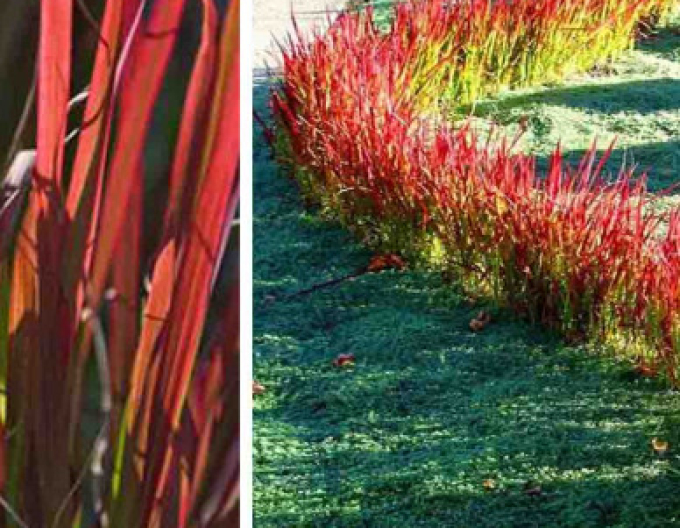 Imperata válcovitá ´Red Baron´ 9x9