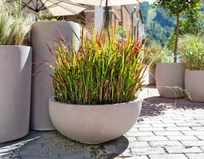 Imperata válcovitá ´Red Baron´ 9x9