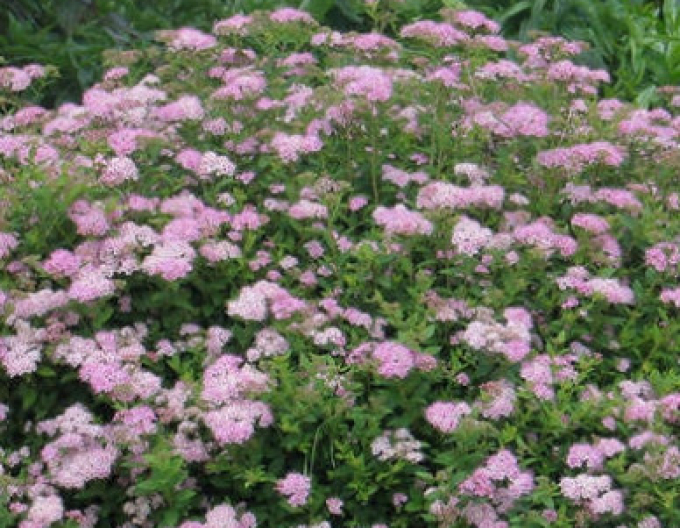 Tavolník japonský ´Little Princess´ 9x9