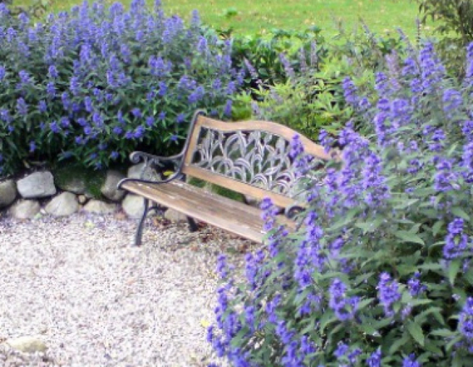 Ořechokřídlec clandonský "HEAVENLY BLUE" 2,5l