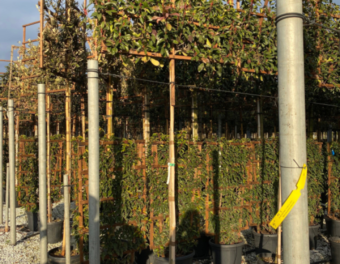 Blýskavka Red Robin stena 100x120cm na kmínku