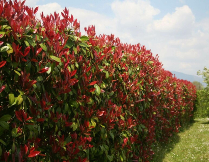 Blýskavka Red Robin stěna 110x100cm