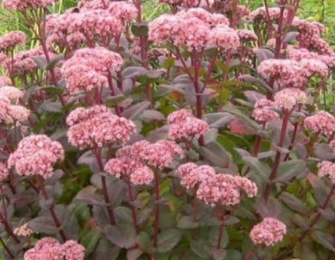 Rozchodník Matrona 9x9