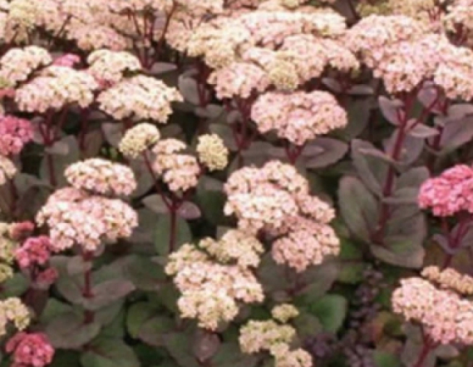 Rozchodník Matrona 9x9