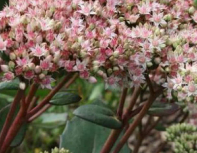 Rozchodník Matrona 9x9