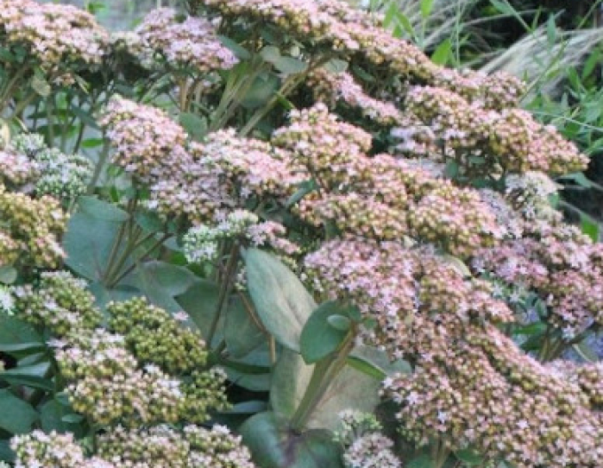 Rozchodník Matrona 9x9