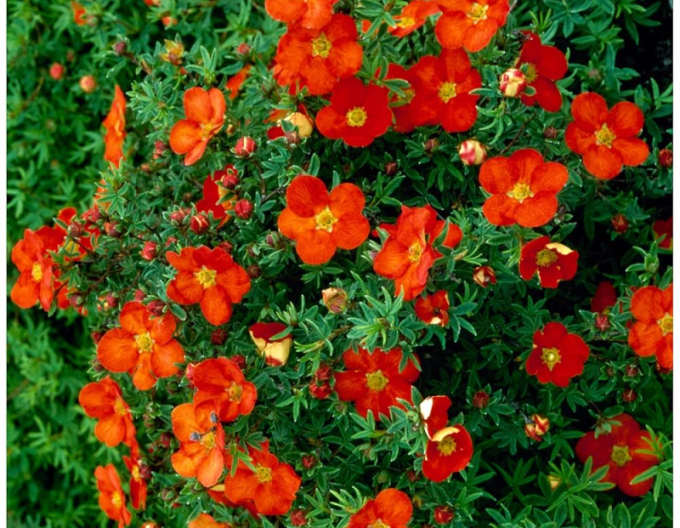 Mochna křovitá "Red Ace"