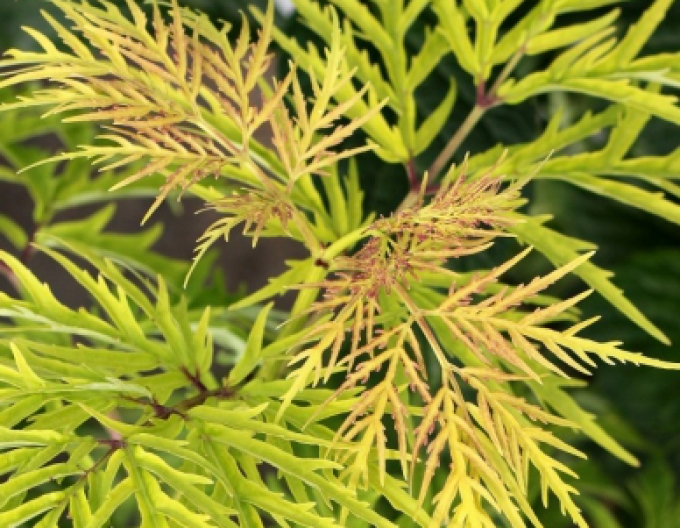 Bez černý ´Golden Tower´