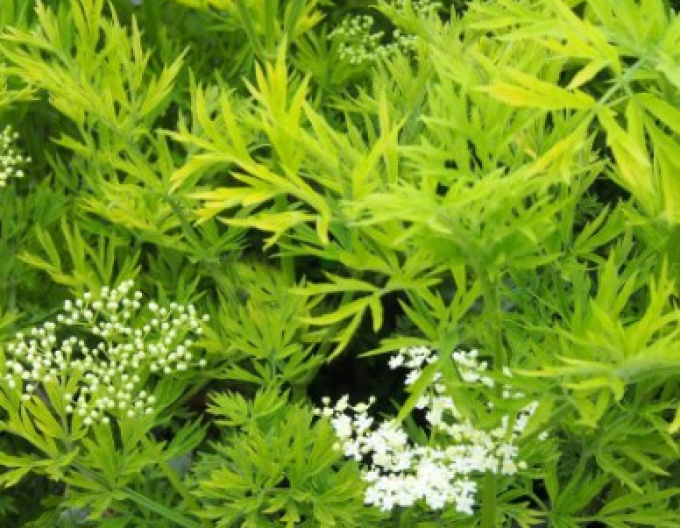 Bez černý ´Golden Tower´