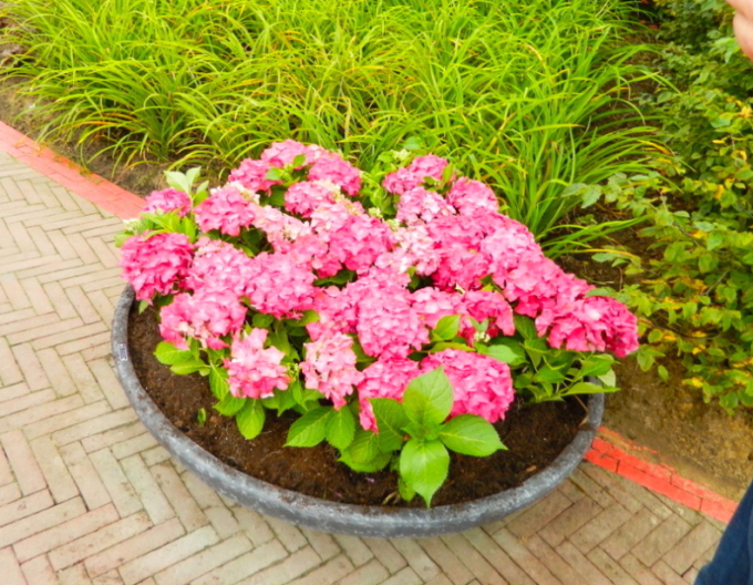 Hortenzie velkolistá Alpengluhen