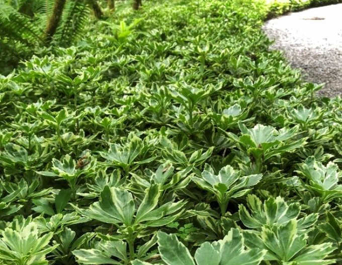 Tlustonitník klasnatý Variegata