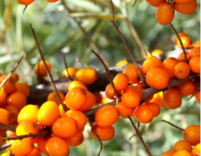 Rakytník řešetlákový samice ´Nela´