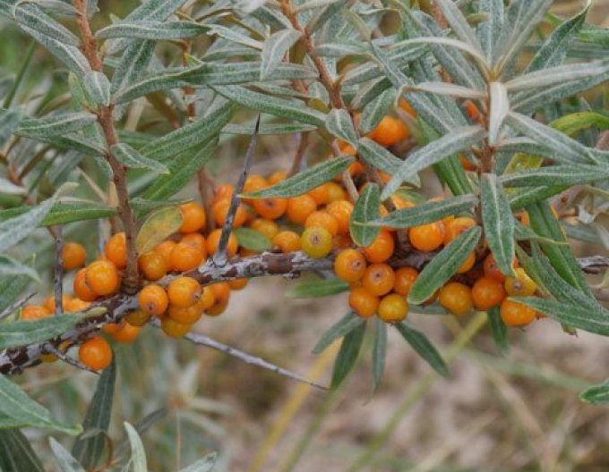 Rakytník řešetlákový samice ´Nela´