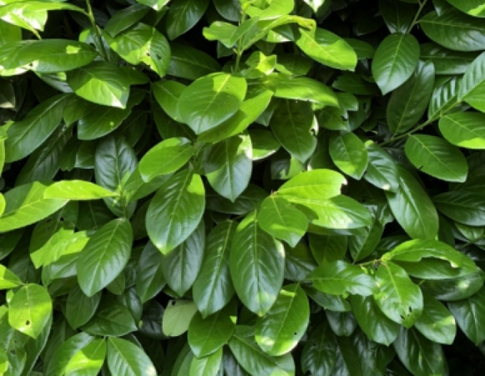 Bobkovišeň  ´Novita´ 9x9