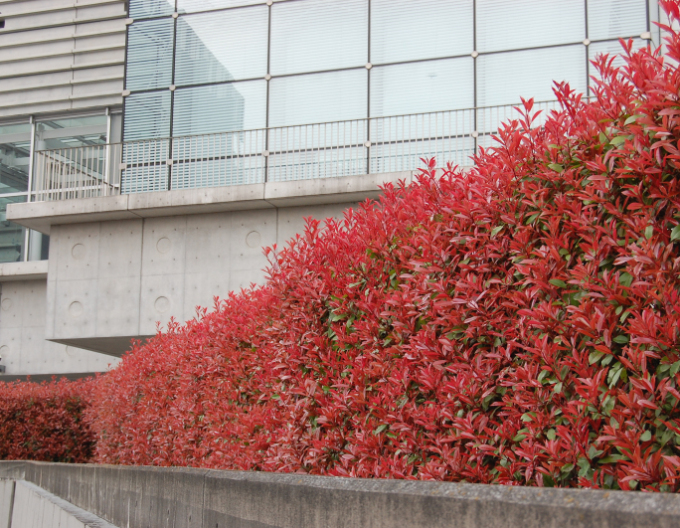 Blýskavka fraserova ´Red Robin´ 9x9