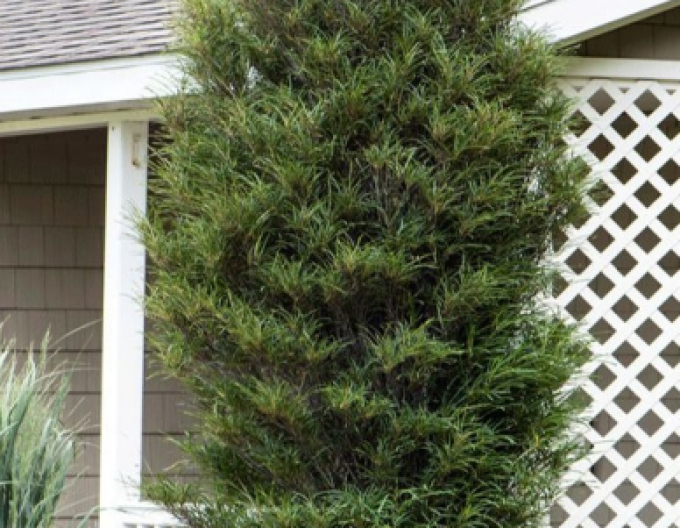 Krušina olšová  Fine Line 250cm