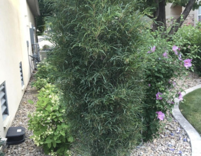 Krušina olšová  Fine Line 250cm