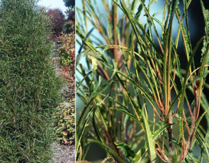 Krušina olšová  Fine Line 250cm