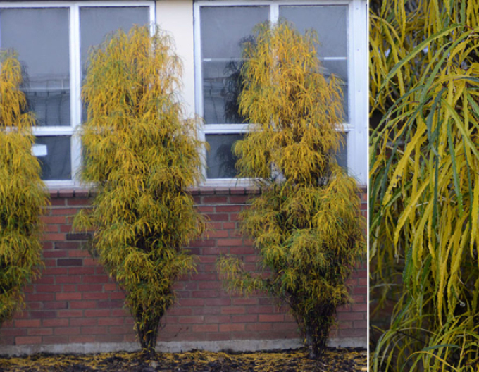 Krušina olšová  Fine Line 250cm