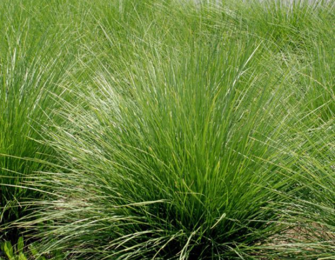 Kostřava ´Mairei´