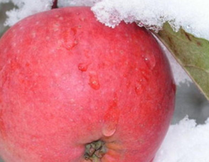 Jabloň Fuji zimní, podn. M26, prostok.