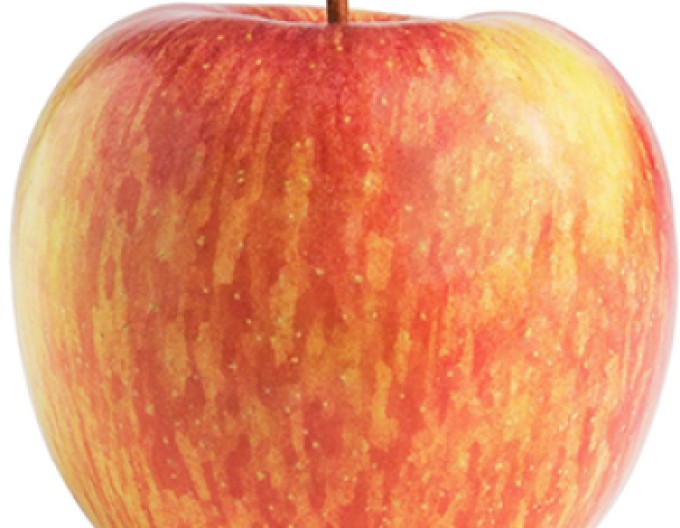 Jabloň Fuji zimní, podn. M26, prostok.