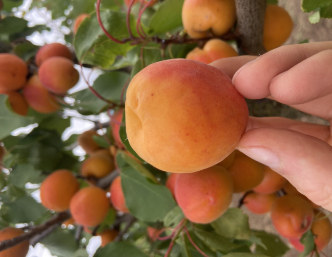 Meruňka ´Bhart´ raná, podn. Myrobalán, prostok.