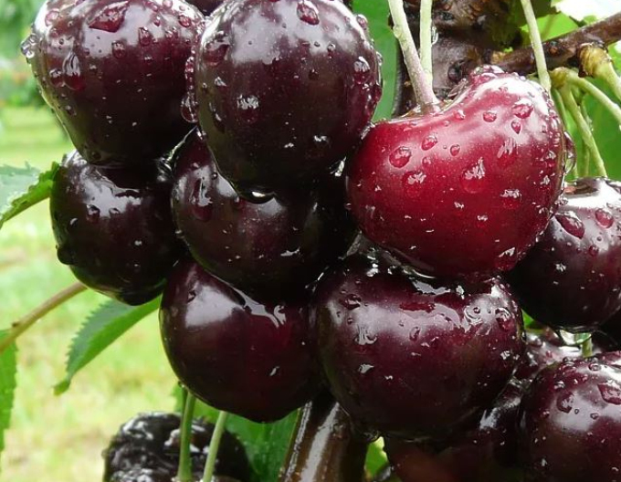 Třešeň ´Jacinta´ ranní, podn. Gisela5, prostok.