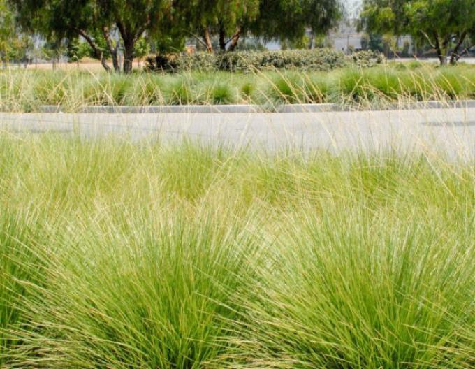 Kostřava ´Mairei´