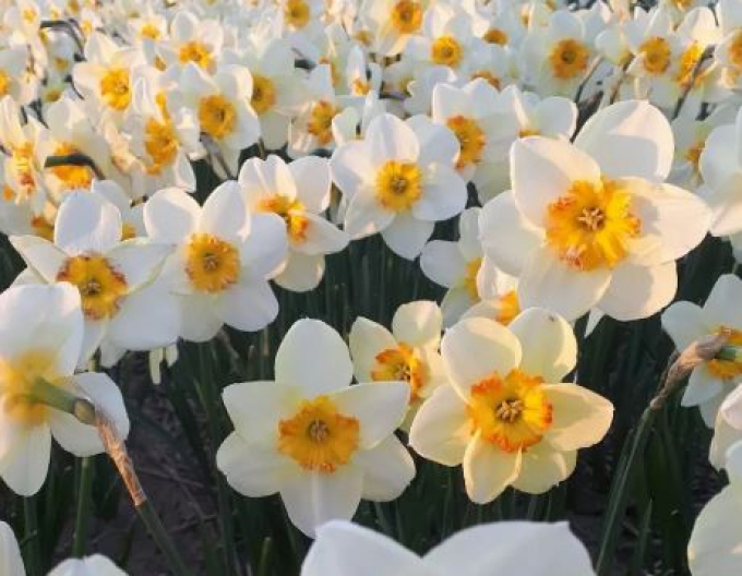 Narcis ´Infinity Joy´