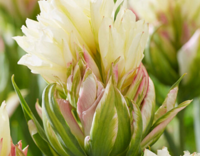 Tulipán Mystery Valley