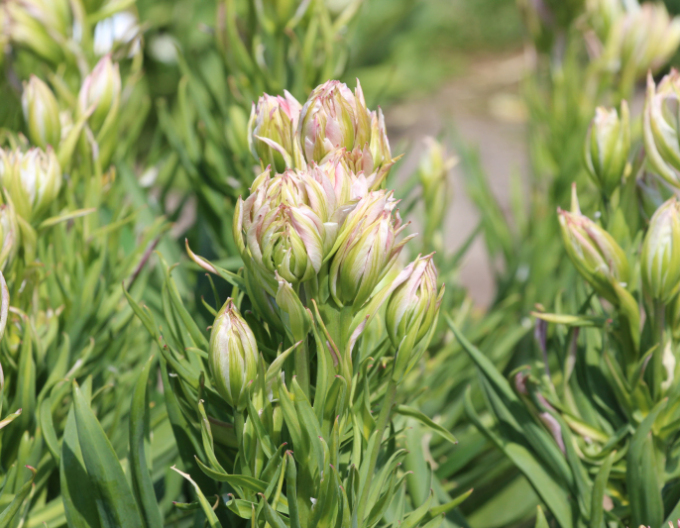 Tulipán Mystery Valley