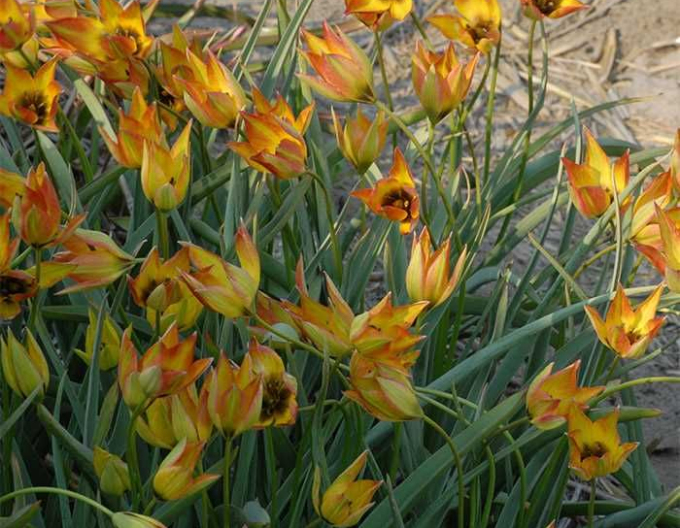 Tulipán ´Orphanidea flava´