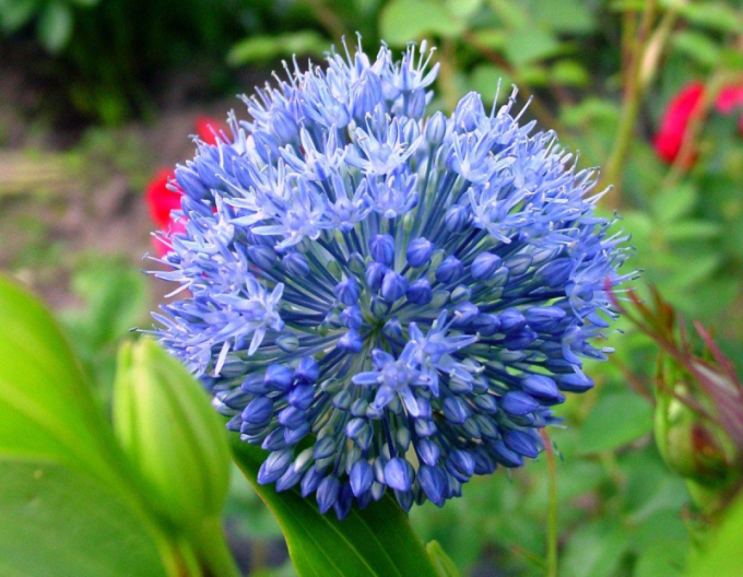 Okrasný česnek Caeruleum