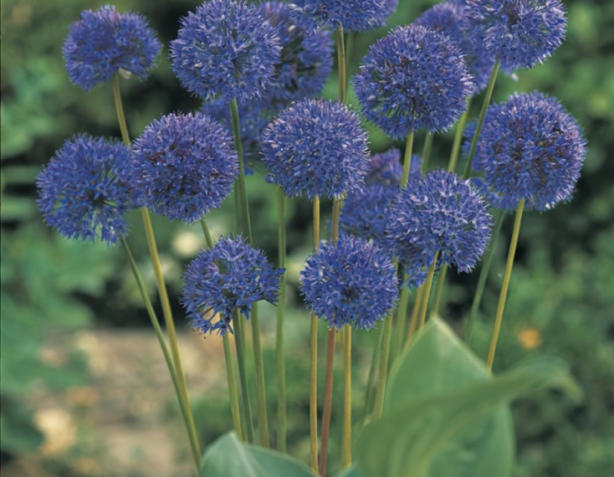 Okrasný česnek Caeruleum